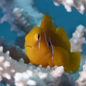 Citron Goby