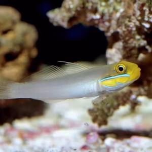 Golden Headed Sleeper Goby
