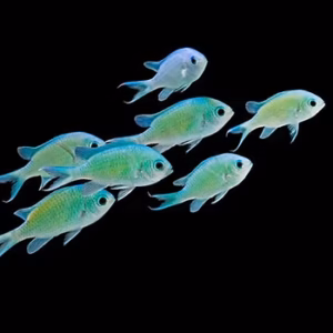 Green Reef Chromis (Captive Bread)
