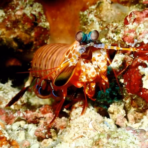 Saltwater Invertebrates