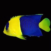 Bi-Color Angel