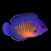 Coral Beauty