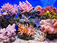 Corals
