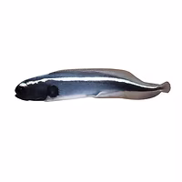 Engineer Goby