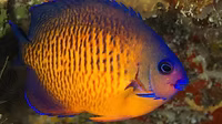 Coral Beauty (Lautoka Orange)