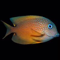 Bristletooth Two Spot Tang