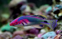 Exquisite Wrasse